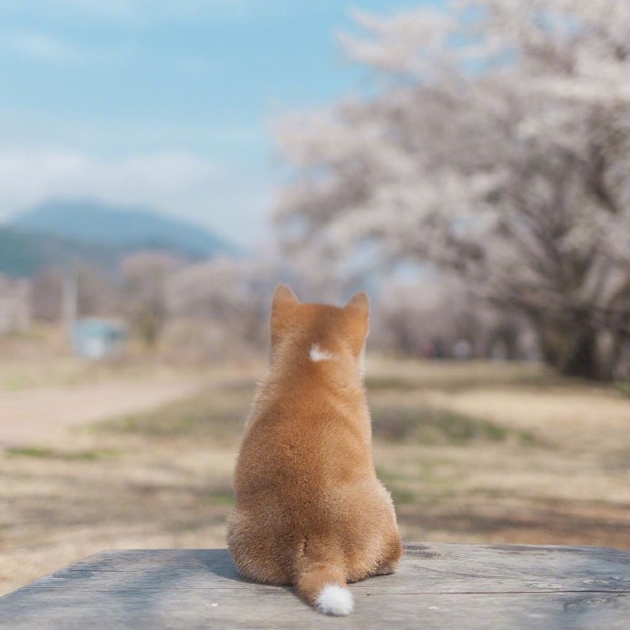 胖乎乎的小柴犬春日写真图片