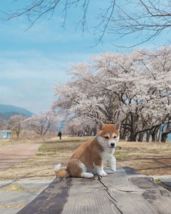 胖乎乎的小柴犬春日写真图片