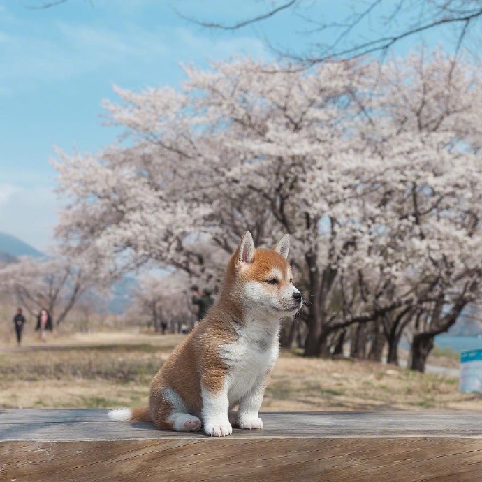 胖乎乎的小柴犬春日写真图片
