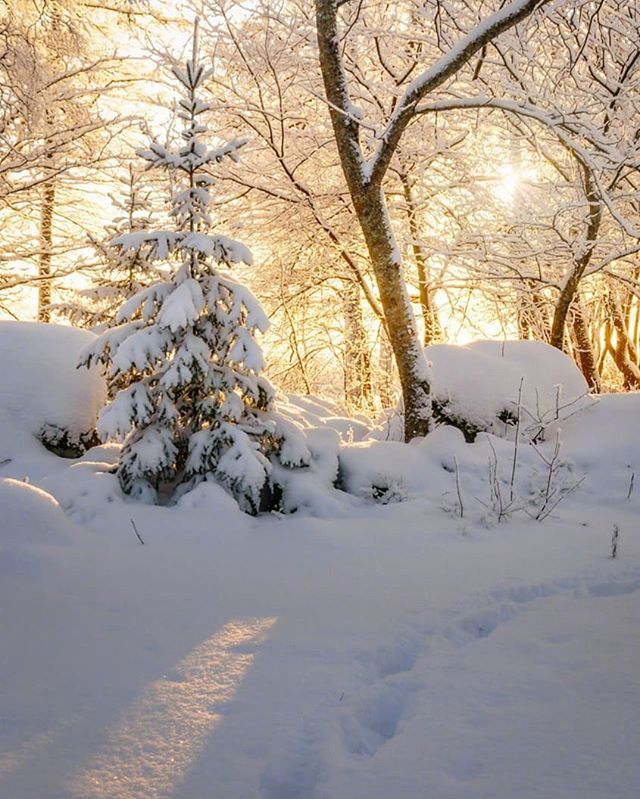 唯美大雪压青松风景图片