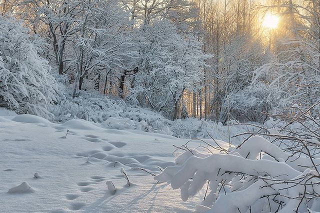 唯美大雪压青松风景图片