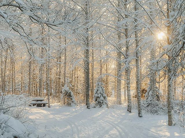 唯美大雪压青松风景图片