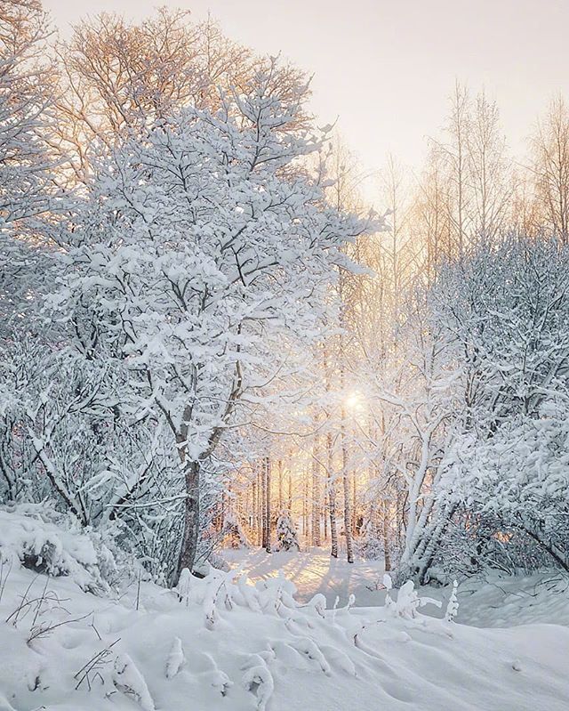 唯美大雪压青松风景图片