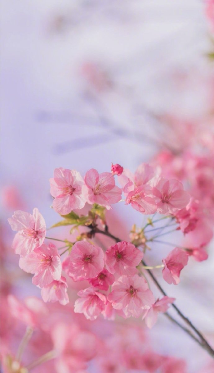 唯美正能量句子桃花图片 站在生活的最高处的方