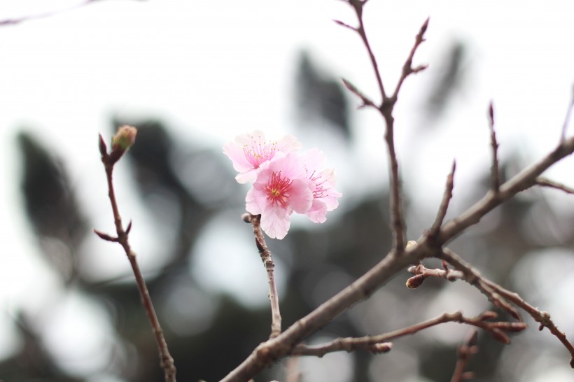 唯美粉色的桃花图片 桃花朵朵开