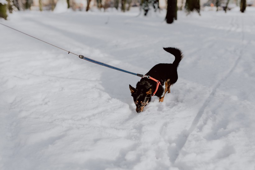 雪地里的公园风景图片