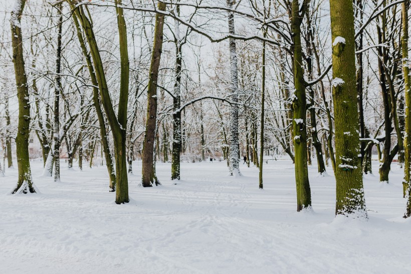 雪地里的公园风景图片