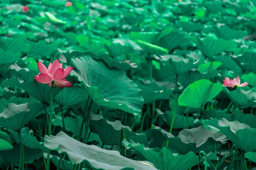 风景如画的荷花图片