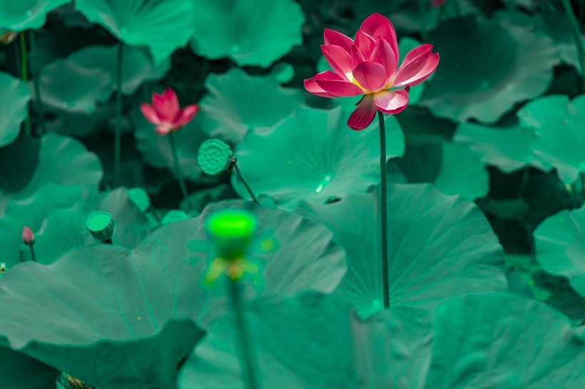 风景如画的荷花图片