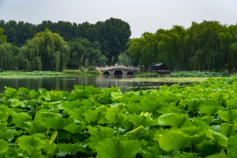 风景如画的荷花图片