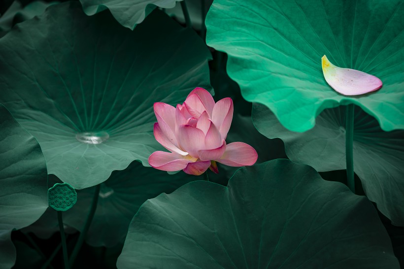风景如画的荷花图片
