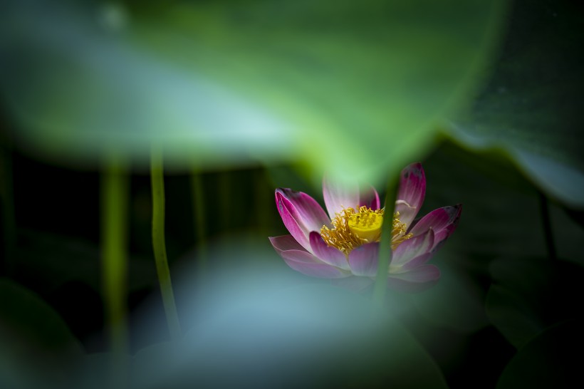 风景如画的荷花图片