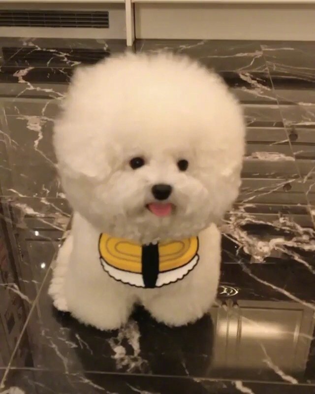 棉花糖一样的萌宠小比熊图片