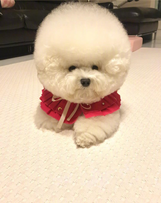棉花糖一样的萌宠小比熊图片