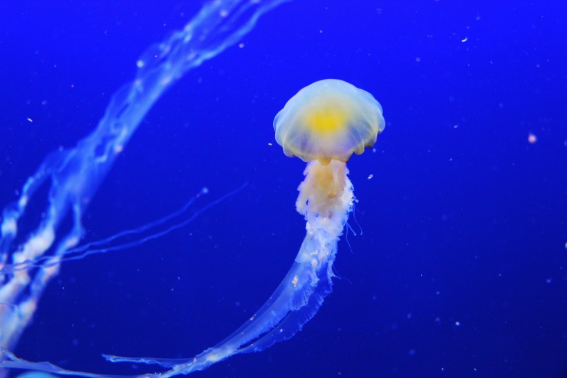 海洋生物水母图片