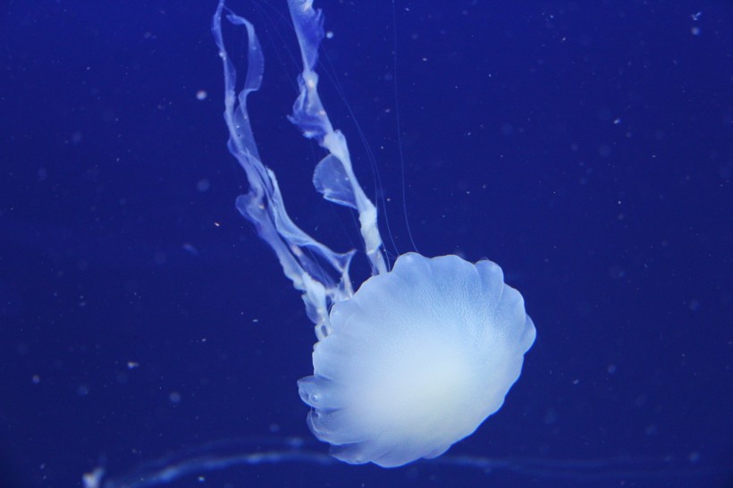海洋生物水母图片