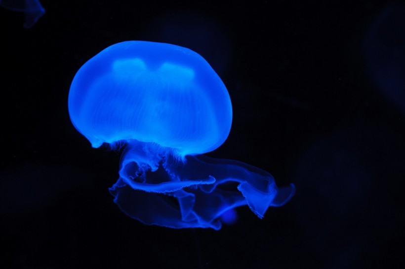 海洋生物水母图片