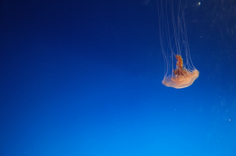 海洋生物水母图片