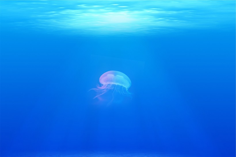 海洋生物水母图片