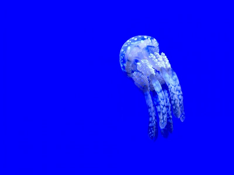 海洋生物水母图片