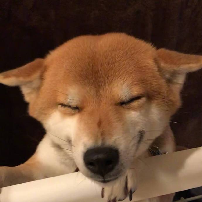 元气满满的一天萌宠小柴犬图片