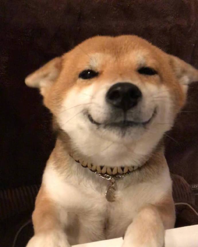 元气满满的一天萌宠小柴犬图片