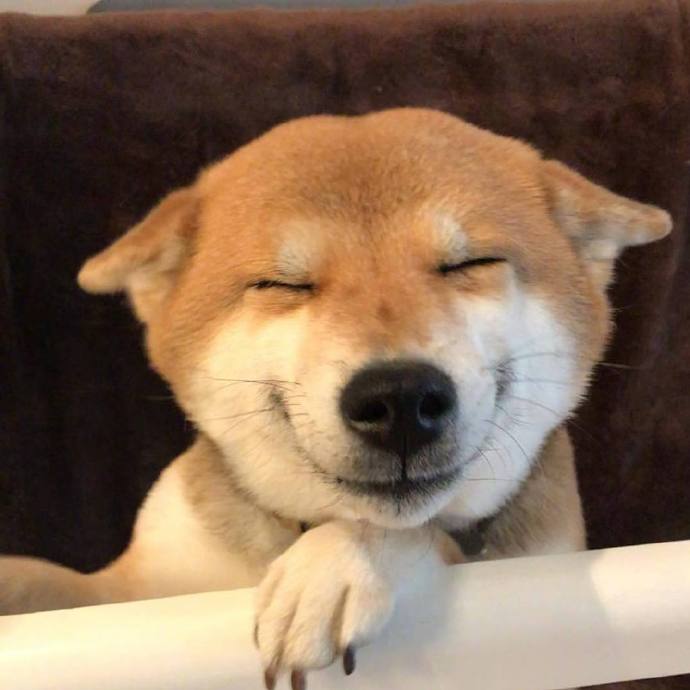 元气满满的一天萌宠小柴犬图片