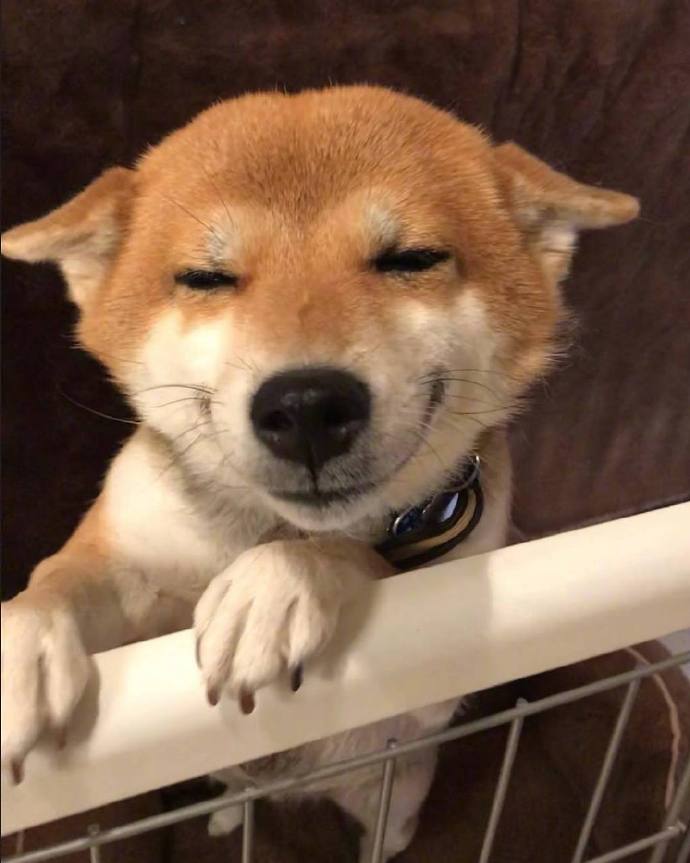 元气满满的一天萌宠小柴犬图片