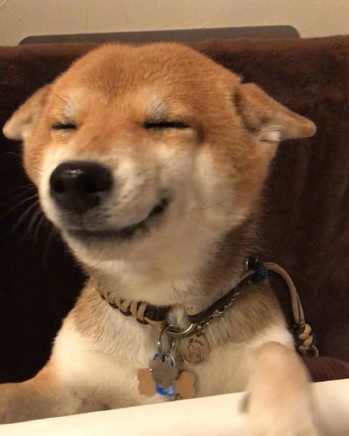 元气满满的一天萌宠小柴犬图片