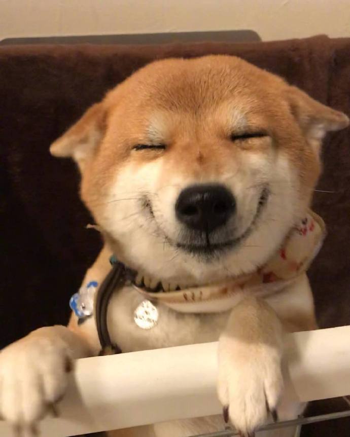 元气满满的一天萌宠小柴犬图片