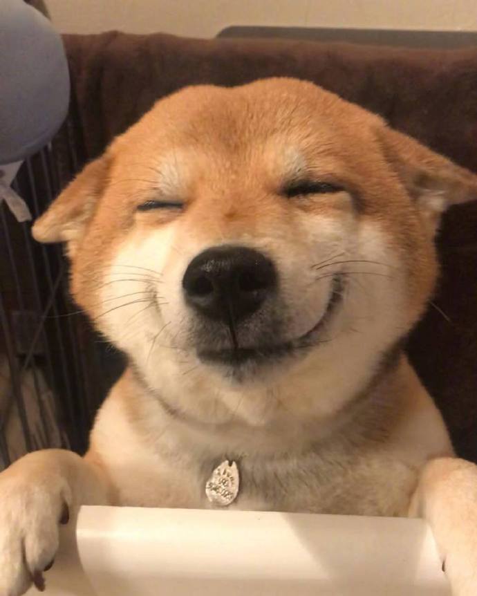 元气满满的一天萌宠小柴犬图片