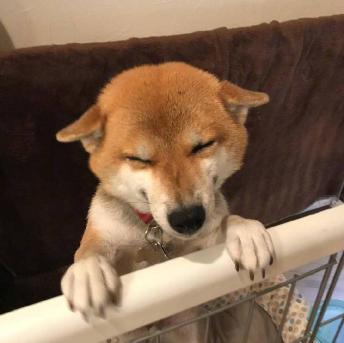 元气满满的一天萌宠小柴犬图片
