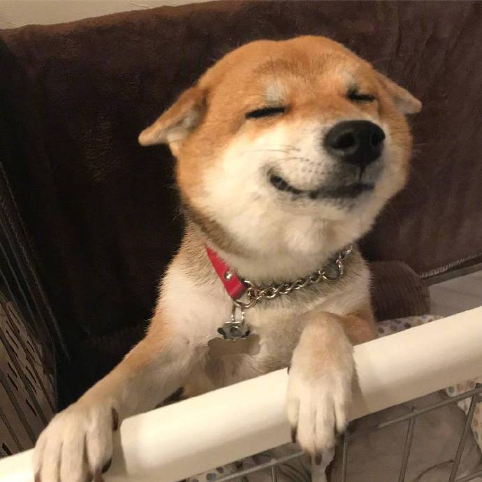 元气满满的一天萌宠小柴犬图片
