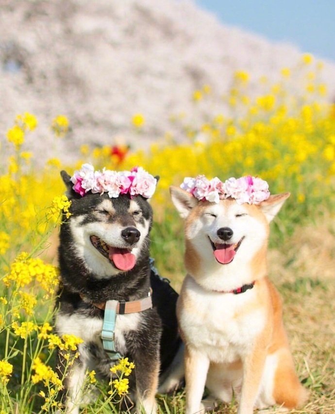 萌宠狗狗图片 春天踏青的柴犬兄妹图片