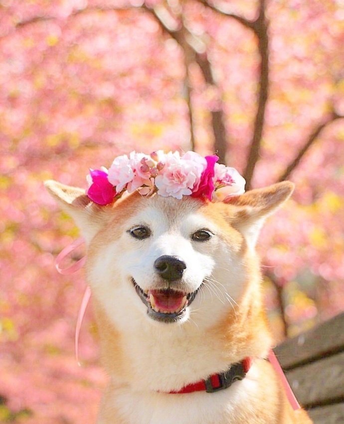 萌宠狗狗图片 春天踏青的柴犬兄妹图片