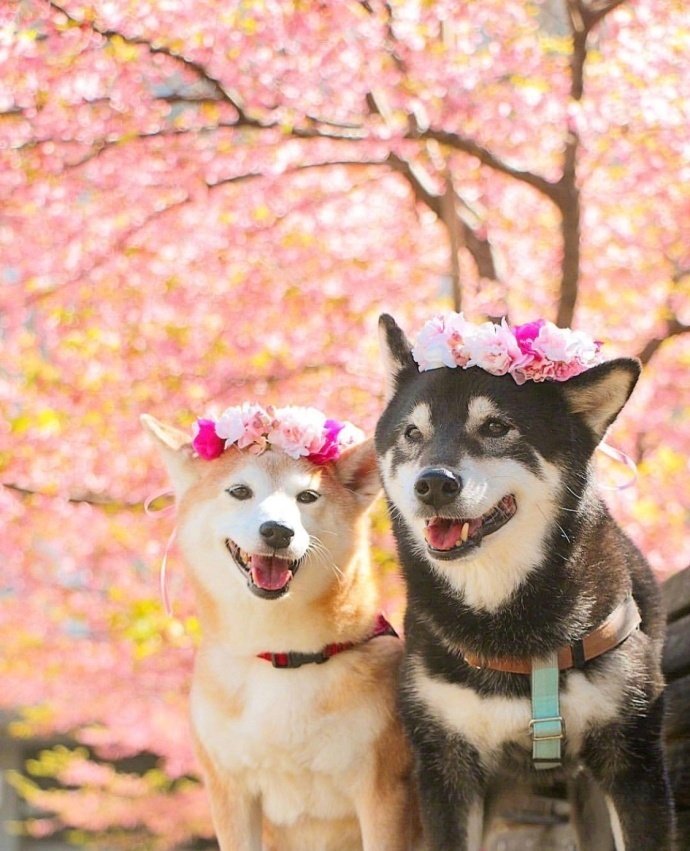 萌宠狗狗图片 春天踏青的柴犬兄妹图片
