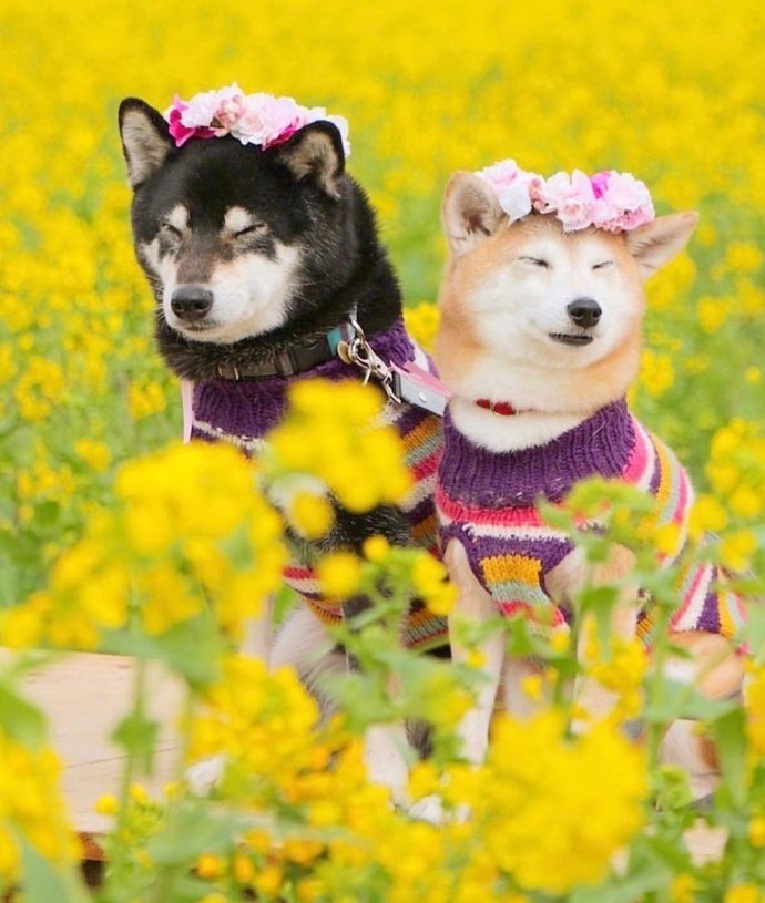 萌宠狗狗图片 春天踏青的柴犬兄妹图片
