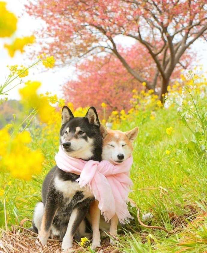 萌宠狗狗图片 春天踏青的柴犬兄妹图片