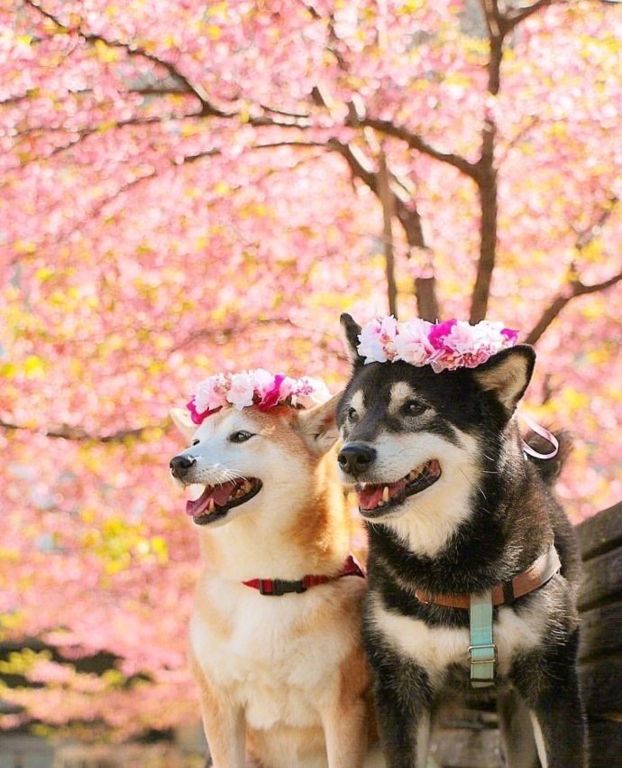 萌宠狗狗图片 春天踏青的柴犬兄妹图片