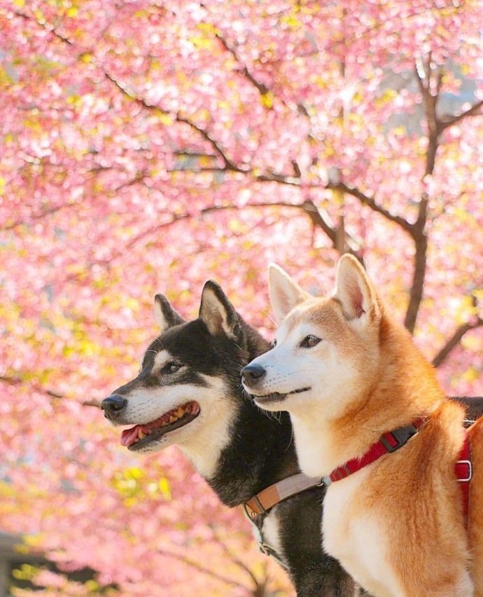 萌宠狗狗图片 春天踏青的柴犬兄妹图片