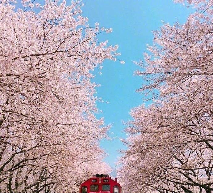 开往樱花花海的列车图片