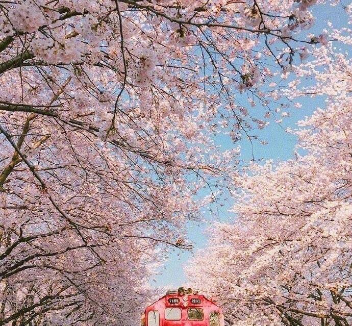 开往樱花花海的列车图片