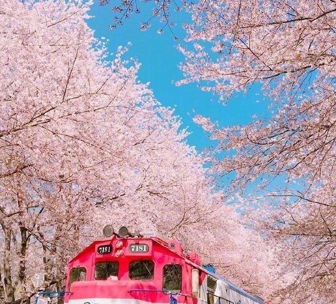 开往樱花花海的列车图片