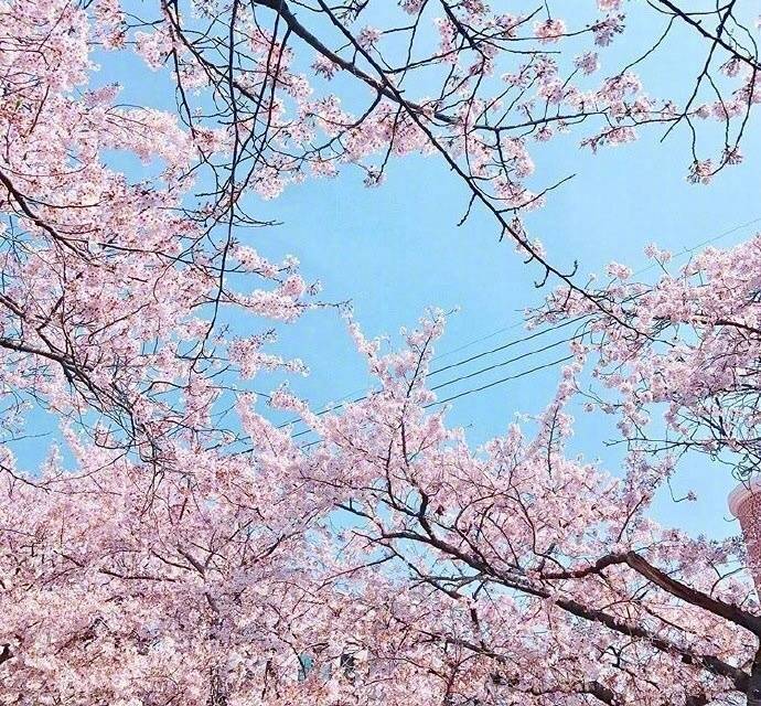 开往樱花花海的列车图片