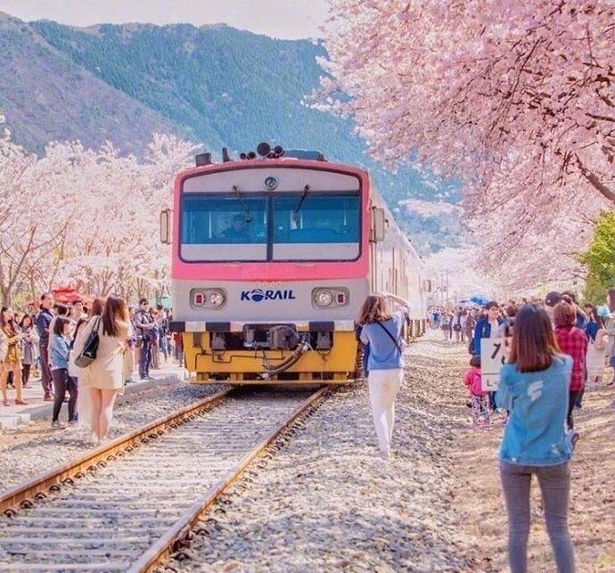 开往樱花花海的列车图片
