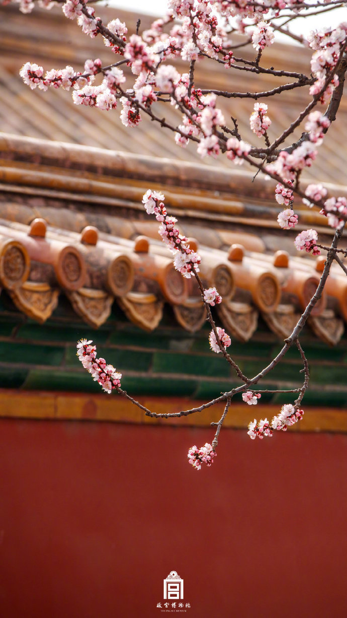 北京故宫博物馆春天的景色图片
