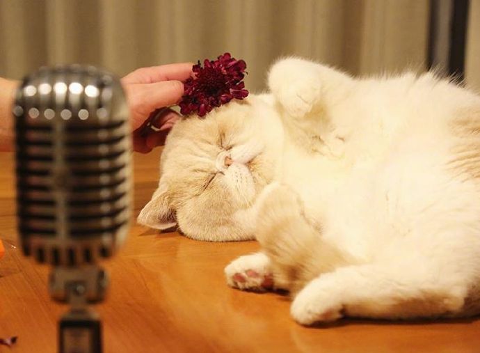 四季入眠的喵星人加菲猫图片