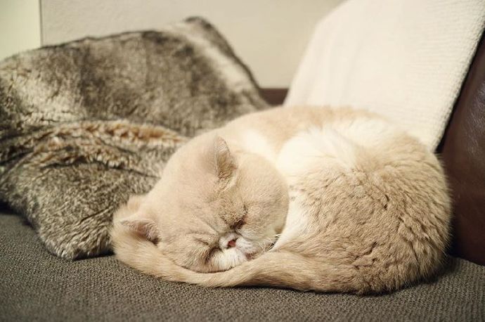 四季入眠的喵星人加菲猫图片