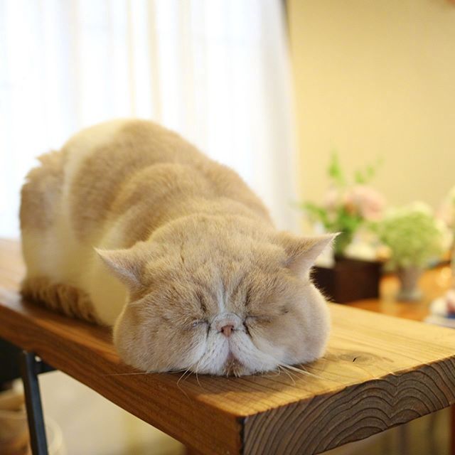 四季入眠的喵星人加菲猫图片