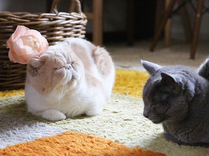 四季入眠的喵星人加菲猫图片